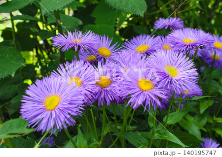 Purple fleabane daisies Erigeron speciosus with dense lavender-violet fringe petals and bright golden-yellow centers bloom vibrantly in a garden. 140195747
