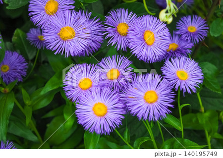 Vibrant purple alpine aster flowers with bright yellow centers bloom closely together against a backdrop of lush green leaves in a dense garden. 140195749
