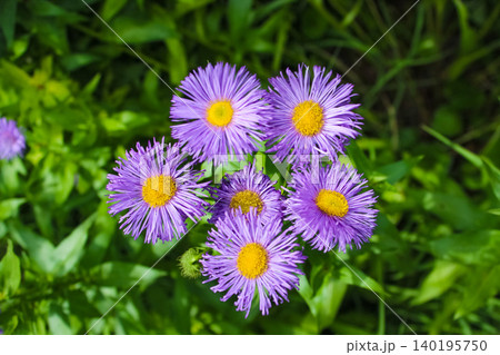 Vibrant purple Erigeron speciosus wildflowers with bright yellow centers, surrounded by lush green foliage under warm sunlight in a summer garden. Vibrant purple Erigeron speciosus wildflowers with bright yellow centers, surrounded by lush green foliage under warm sunlight in a summer garden. 140195750