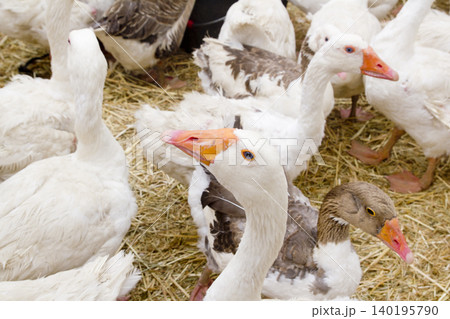 goose white bird in farmyard head neck goose white bird in farmyard head neck 140195790