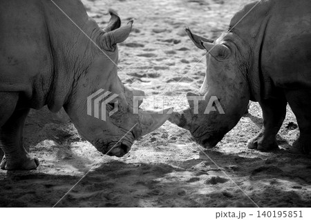 Two african rhino, duel for power 140195851