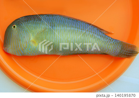 Pearly Razorfish, Xyrichthys novacula fish Pearly Razorfish, Xyrichthys novacula fish 140195870