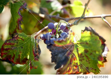 Vineyard, grape fields in mediterranean Spain Vineyard, grape fields in mediterranean Spain 140195890