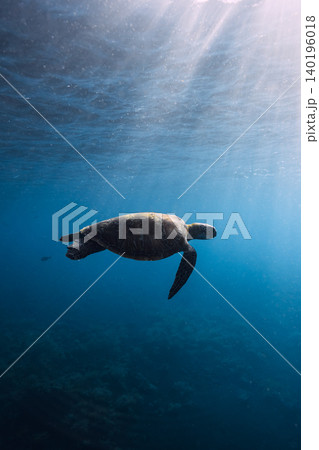 Sea turtle glides in blue ocean water. Turtle swimming underwater 140196018