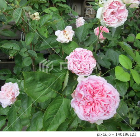 ピンクの八重咲のバラの花のアップ ピンクの八重咲のバラの花のアップ 140196123