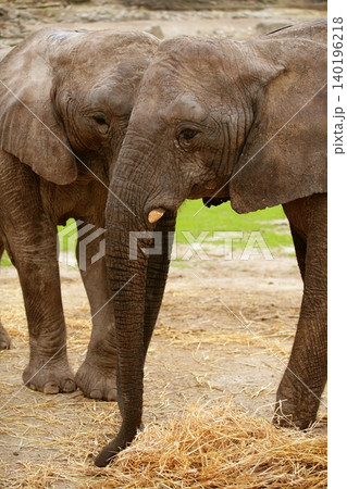 African elephants over clay soil with grass in background African elephants over clay soil with grass in background 140196218