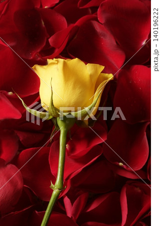 Beautiful yellow rose flower over red petals Beautiful yellow rose flower over red petals 140196222