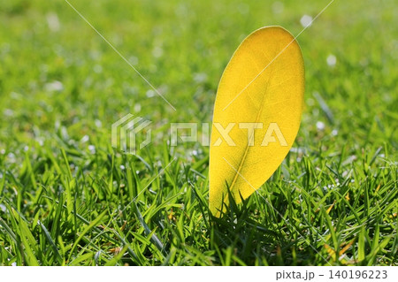 yellow autumn fall leaf on garden green grass lawn yellow autumn fall leaf on garden green grass lawn 140196223