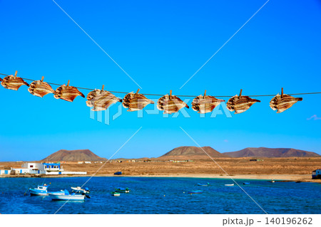 Majanicho dried Parrot fish Vieja in Fuerteventura Majanicho dried Parrot fish Vieja in Fuerteventura 140196262