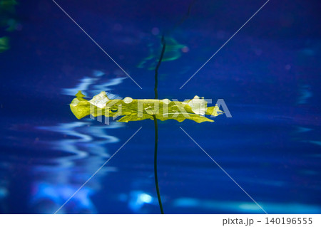 Cenote sinkhole waterplants in Riviera Maya Cenote sinkhole waterplants in Riviera Maya 140196555