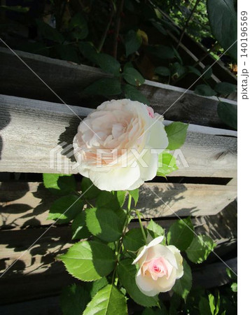 白いバラの花のアップ 白いバラの花のアップ 140196569