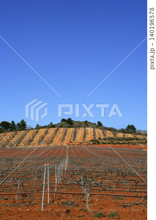 Rows of grapevines in vineyard Rows of grapevines in vineyard 140196578