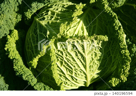 Green cabbage detail on a Spanish field Green cabbage detail on a Spanish field 140196594