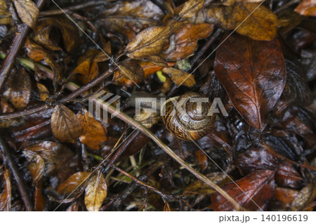 Snail Crawling on Wet Autumn Leaves Closeup Snail Crawling on Wet Autumn Leaves Closeup 140196619