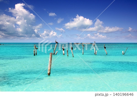Caribbean pelican turquoise beach tropical sea Caribbean pelican turquoise beach tropical sea 140196646