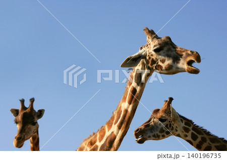 Giraffe portrait, head and neck over blue sky 140196735