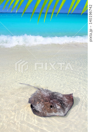 stingray Dasyatis americana in Caribbean beach 140196742