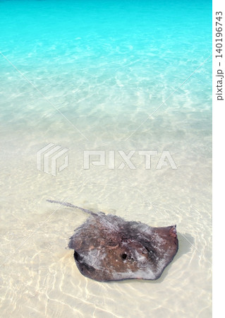 stingray Dasyatis americana in Caribbean beach stingray Dasyatis americana in Caribbean beach 140196743