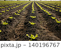Lettuce sprouts field, green vegetable outbreaks 140196767