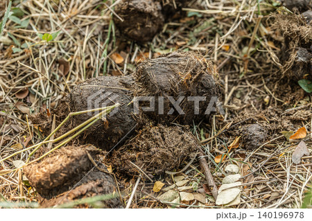 Horse poop, Animal Poops wet droppings rest on dry grass and twigs Horse poop, Animal Poops wet droppings rest on dry grass and twigs 140196978