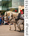 Close-up of white draft horses in festive decorative harness with red pompons at a summer parade 140197438