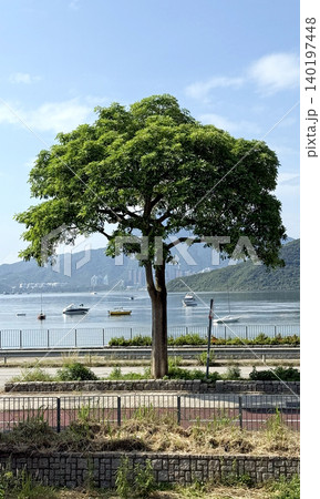 Lush green tree stands tall by the water with boats sailing in the distance Lush green tree stands tall by the water with boats sailing in the distance 140197448
