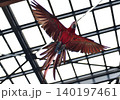 空飛ぶオウム 140197461