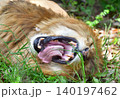 あくびするライオン 140197462