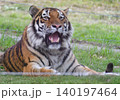 地面に伏せる虎 140197464