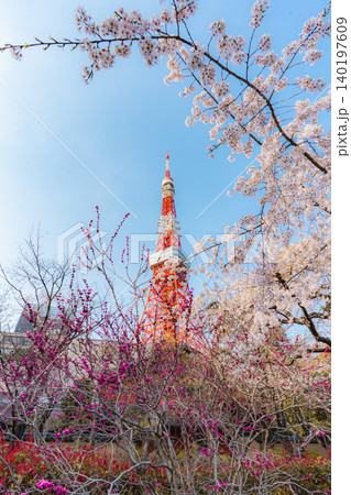 芝公園の桜と東京タワー 芝公園の桜と東京タワー 140197609