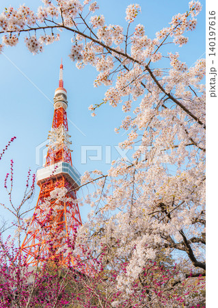 芝公園の桜と東京タワー 140197616