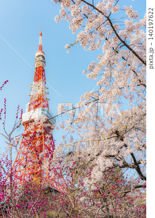 芝公園の桜と東京タワー 芝公園の桜と東京タワー 140197622