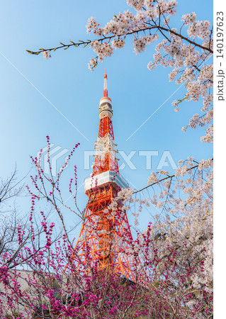 芝公園の桜と東京タワー 140197623