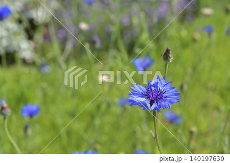 パリ・モンソー公園に咲くヤグルマギク 初夏の花風景（2026年5月26日） 140197630