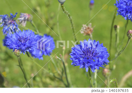 パリ・モンソー公園に咲くヤグルマギク 初夏の花風景(2026年5月26日) パリ・モンソー公園に咲くヤグルマギク 初夏の花風景(2026年5月26日) 140197635