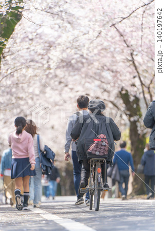 上北沢の桜並木を進む自転車と春の散歩道 140197642