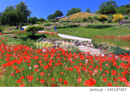 【香川県】春の国営讃岐まんのう公園(シャーレーポピー) 【香川県】春の国営讃岐まんのう公園(シャーレーポピー) 140197887