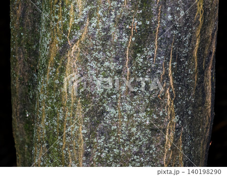 European Hornbeam Bark with Lichens Carpinus betulus in Nitra Botanical Garden European Hornbeam Bark with Lichens Carpinus betulus in Nitra Botanical Garden 140198290
