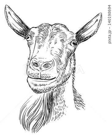 Hand drawing goat head with a beard vector illustration Hand drawing goat head with a beard vector illustration 140198694