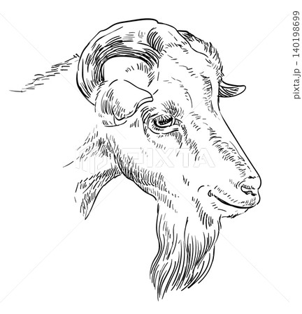 Hand drawing goat head with a horns vector illustration 140198699
