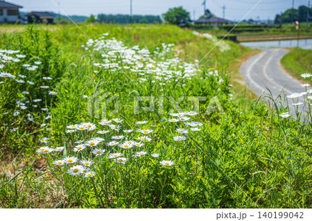 奥琵琶湖の田園地帯に咲く草花　フランスギク　滋賀県高島市マキノ町 140199042