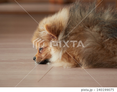 家のリビングで熟睡している可愛いポメラニアンの子犬の姿 140199075