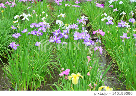 満開　見頃の花ショウブ　 140199090
