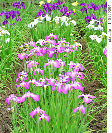 満開 見頃の花ショウブ 満開 見頃の花ショウブ 140199094