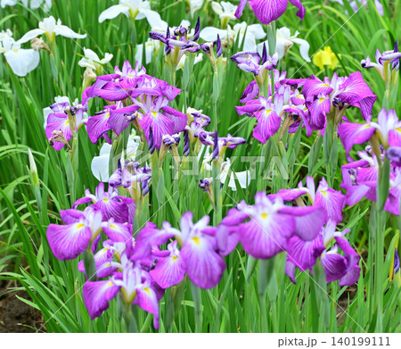満開 見頃の花ショウブ 満開 見頃の花ショウブ 140199111