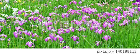 満開 見頃の花ショウブ 満開 見頃の花ショウブ 140199113