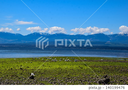 海藻が広がる干潟と山並みの風景 海藻が広がる干潟と山並みの風景 140199476