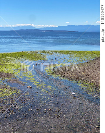 干潟を流れる水路とカモメのいる海岸風景 干潟を流れる水路とカモメのいる海岸風景 140199477
