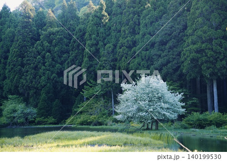 滋賀県高島市平池 140199530