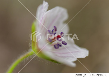 秋の野に咲く草花ゲンノショウコ 140199899